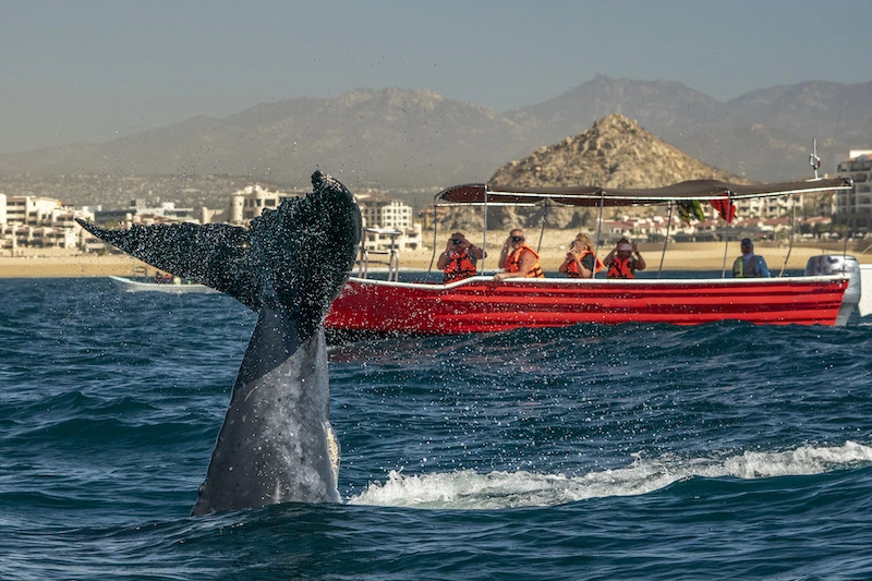 ballenas en los cabos