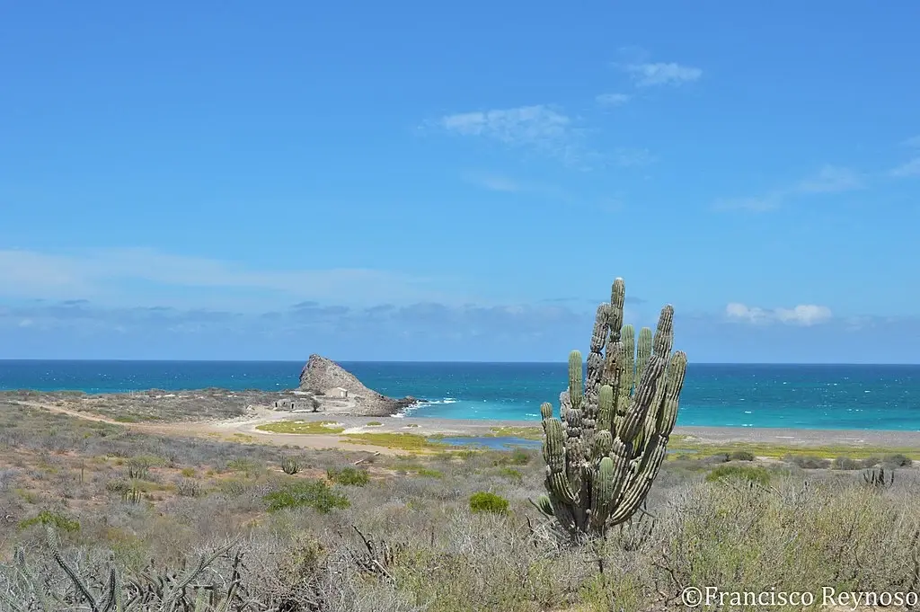 Maravillas submarinas en Cabo Pulmo, Baja California Sur: Sumérgete en la biodiversidad de este tesoro acuático.